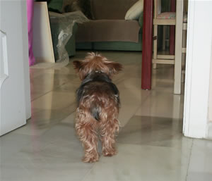 Daisy gives the bums rush Strange Dog
