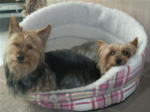 Daisy and Ronnie cuddled up in bed...