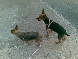 Yorkshire Terriers