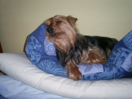 Ronnie sneaks a snooze strange dog