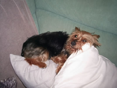 Ronnie Strange Dog