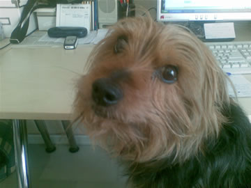 Ronnie the Strange Dog at the Computer For Dogs